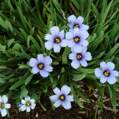 Devon Skies Blue-Eyed Grass - 1 Gallon