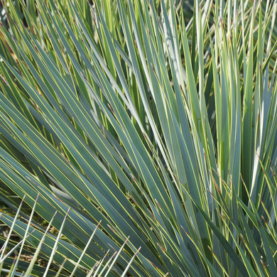 Blue Beaked Yucca - 2 Gallon