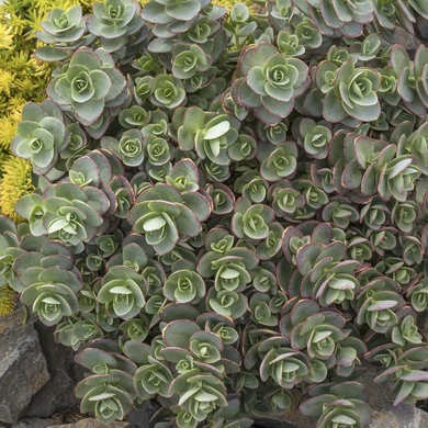 SunSparkler Lime Zinger Sedum - 1 Gallon