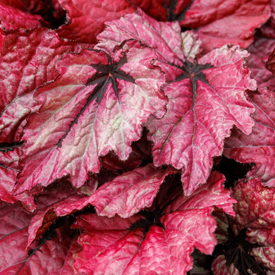 T Rex Ruby Slippers Rex Begonia - 1 Gallon