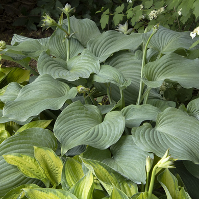 Blue Angel Hosta