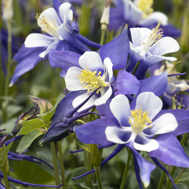 Kirigami Deep Blue & White Columbine - 1 Gallon