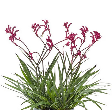 Kanga Burgundy Kangaroo Paw - 1 Gallon