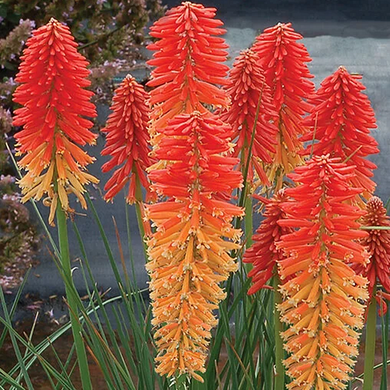 Poco Sunset Dwarf Red Hot Poker - 1 Gallon