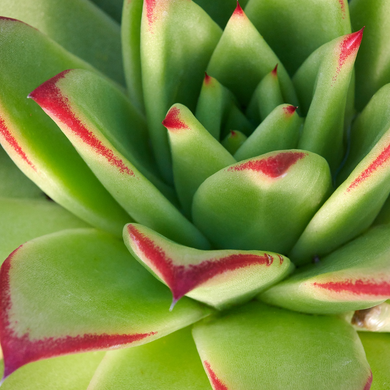Lipstick Echeveria - 1 Gallon