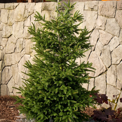 Atrovirens Oriental Spruce - 1 Gallon