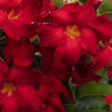 Tropical Breeze Velvet Red Mandevilla