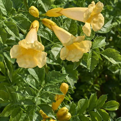 Yellow Trumpet Vine - 5 Gallon