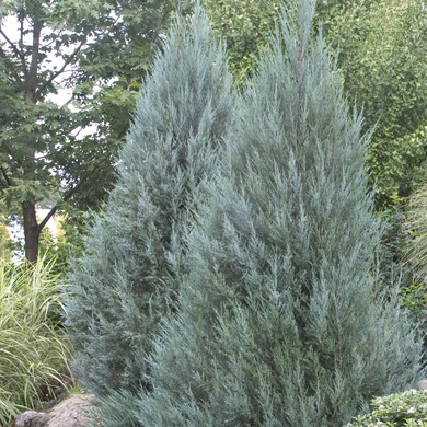Moonglow Juniper - 1 Gallon
