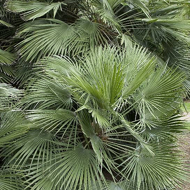 Mediterranean Fan Palm - 5 Gallon