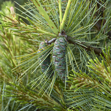 Eastern White Pine - 1 Gallon