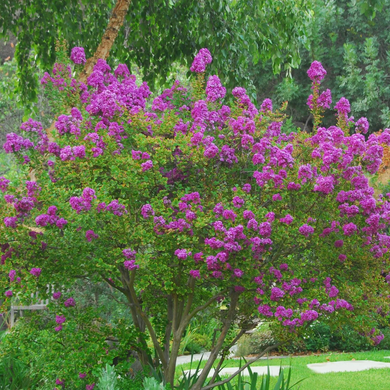 Zuni Crape Myrtle