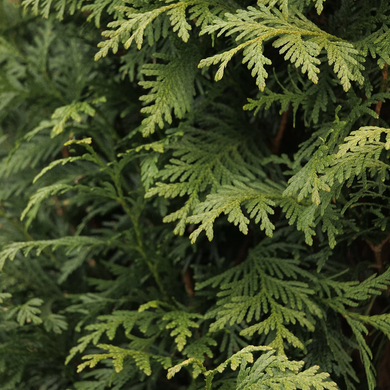 Green Giant Western Arborvitae - 5 Gallon