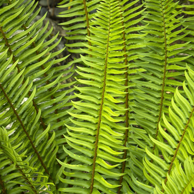 Western Sword Fern - 1 Gallon