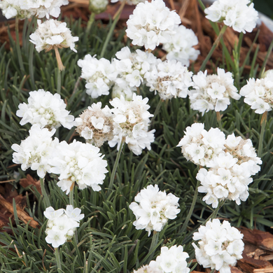 Cotton Tail Sea Thrift - 1 Gallon
