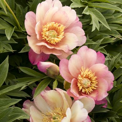 Julia Rose Itoh Peony - 5 Gallon