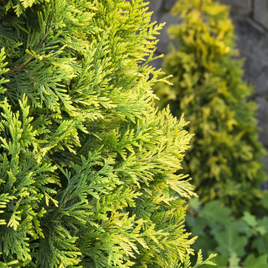 Ember Waves Western Arborvitae - 2 Gallon