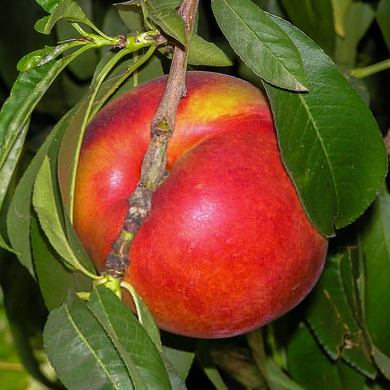 Flavortop Nectarine - 5 Gallon