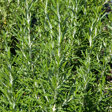 Barbeque Rosemary - 1 Gallon