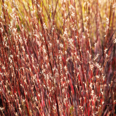 Smoke Signal Little Bluestem - 1 Gallon