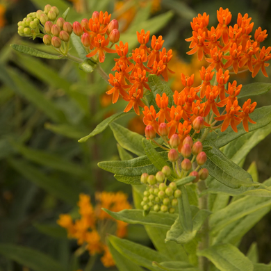 Gay Butterflies Milkweed - 1 Gallon
