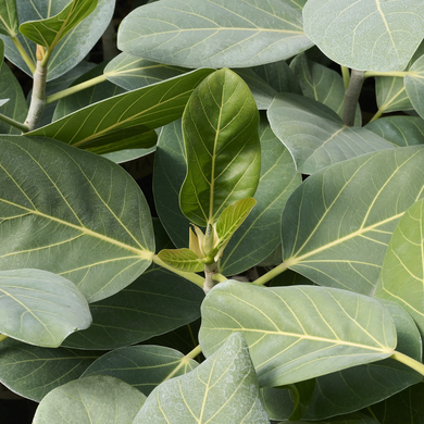 Ficus Audrey - 6"