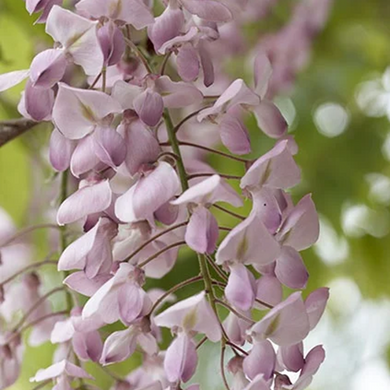 Pink Japanese Wisteria - 5 Gallon