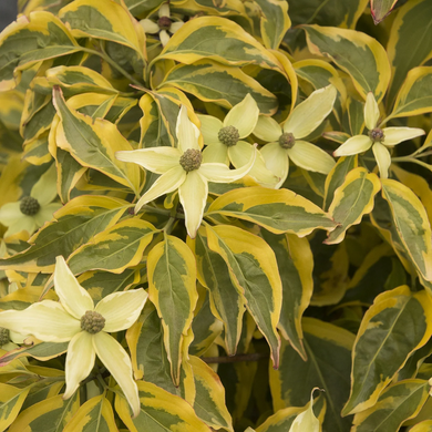 Summer Gold Chinese Dogwood - 5 Gallon