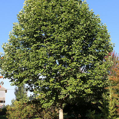 Emerald City Tulip Tree - 15 Gallon