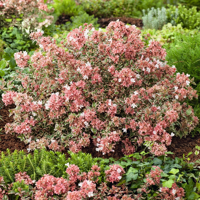 Magic Daydream Abelia - 1 Gallon