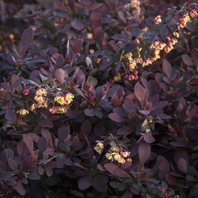 Lava Nugget Martha Barberry - 1 Gallon