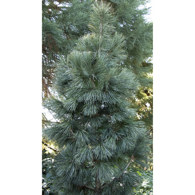 Silver Whispers Swiss Stone Pine - 5 Gallon