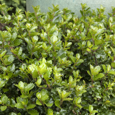 Emerald Magic Meserve Holly - 3 Gallon