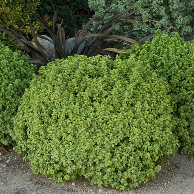 Golf Ball Pittosporum - 1 Gallon
