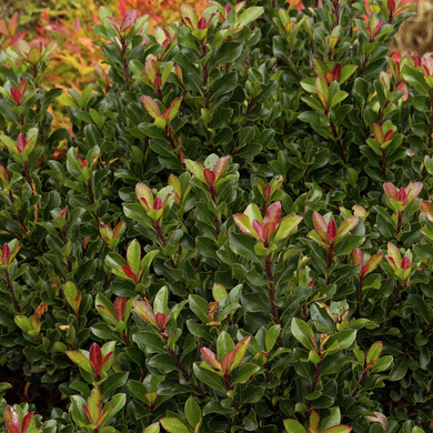 Dwarf Yedda Hawthorn - 1 Gallon