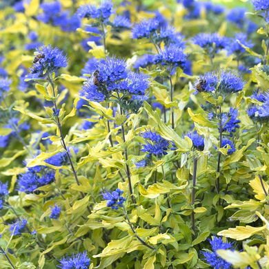 La Barbe Bleue Bluebeard - 2 Gallon