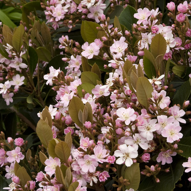 Majestic Beauty Indian Hawthorn