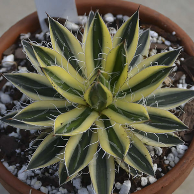 Royal Flush Agave - 2 Gallon