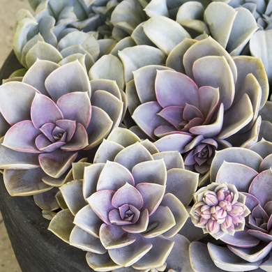 Perle von Nurnberg Echeveria - 1 Gallon