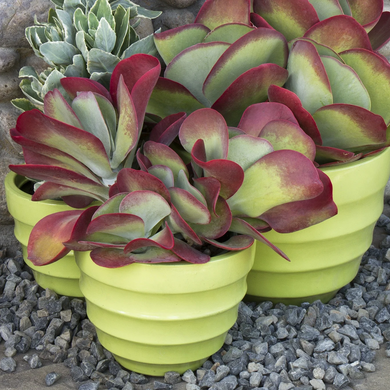 Desert Rose Paddle Plant