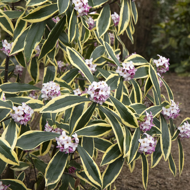 Moonlight Parfait Winter Daphne - 2 Gallon