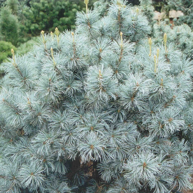Blue Angel White Pine - 5 Gallon