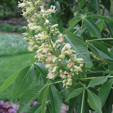 Autumn Splendor Horse Chestnut - 5 Gallon