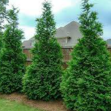 Green Giant Arborvitae - 10 Gallon