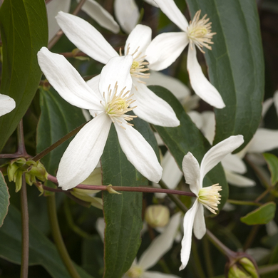 Evergreen Clematis