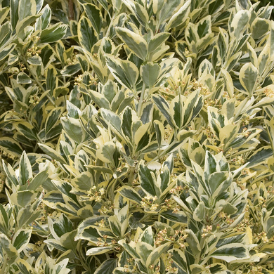 Silver King Euonymus - 1 Gallon
