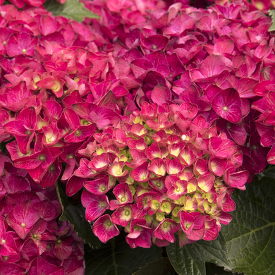 Seaside Serenade Cape Hatteras Hydrangea - 2 Gallon