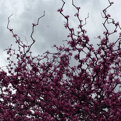 Zig Zag Redbud - 5 Gallon