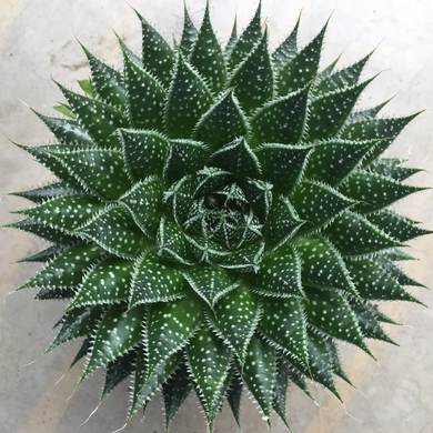 Zambezi Lace Aloe - 1 Gallon