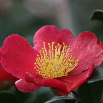 Yuletide Camellia - 5 Gallon